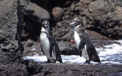 The Rarest Penguins